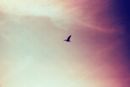 Stefan Guggenbichler .art