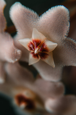 Stefan Guggenbichler .art