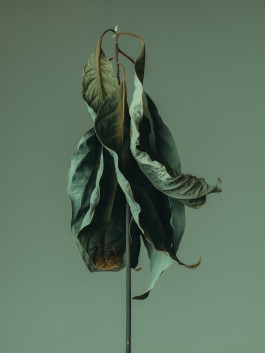 Stefan Guggenbichler .art