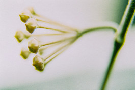 Stefan Guggenbichler .art