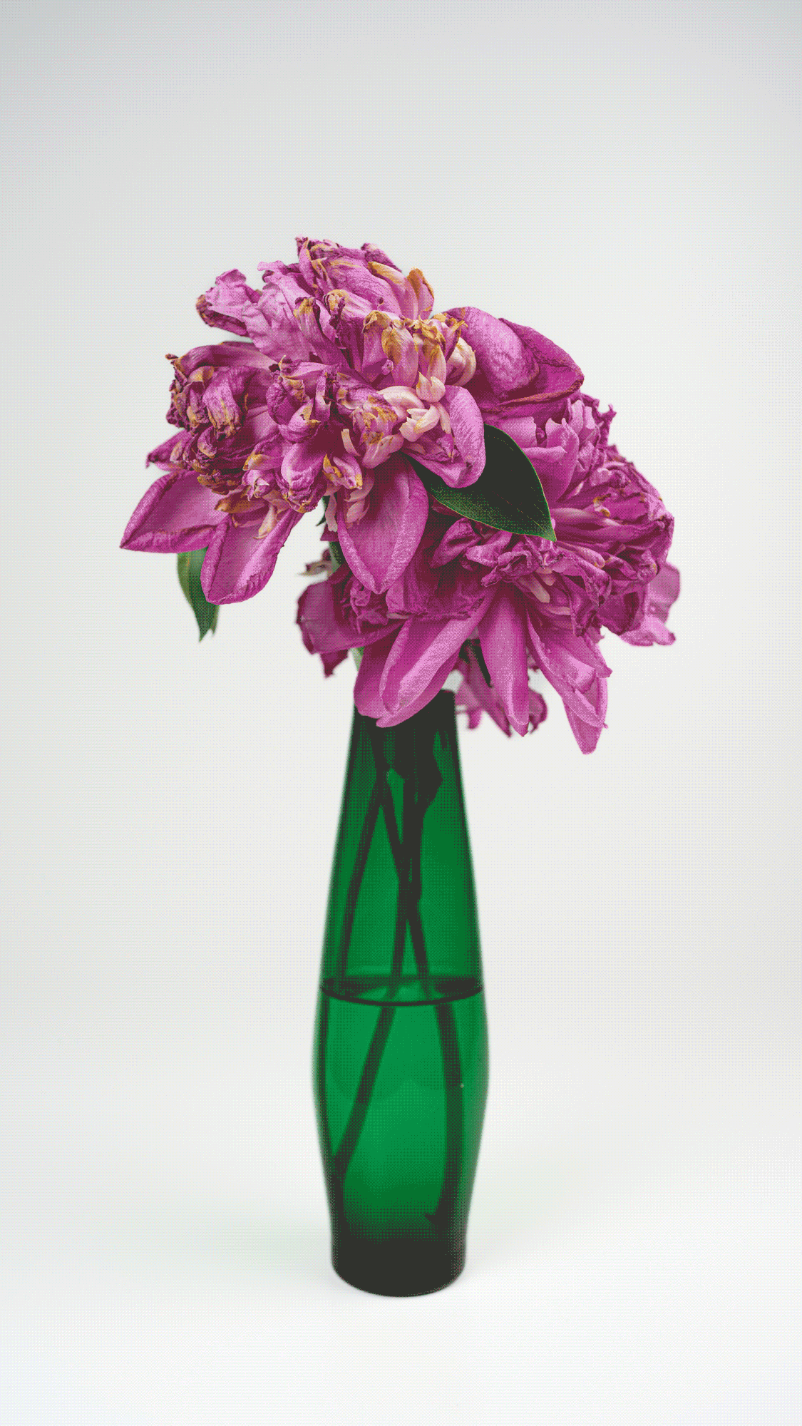 Stefan Guggenbichler .art