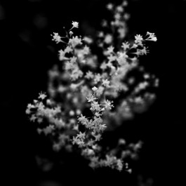 Stefan Guggenbichler .art