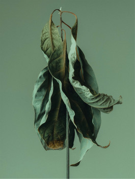 Stefan Guggenbichler .art