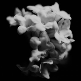 Stefan Guggenbichler .art