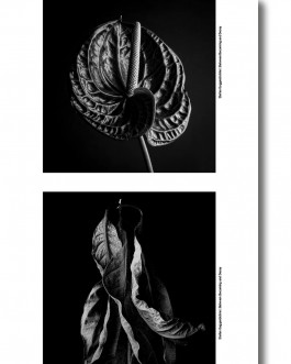 Stefan Guggenbichler .art