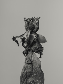 Stefan Guggenbichler .art