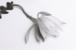 Stefan Guggenbichler .art