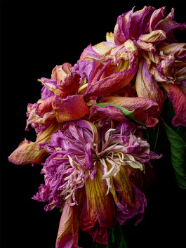 Stefan Guggenbichler .art