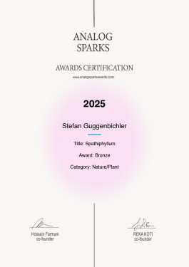 Stefan Guggenbichler .art