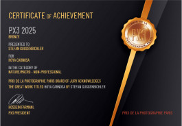 Stefan Guggenbichler .art