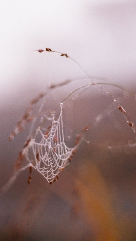 Stefan Guggenbichler  .art