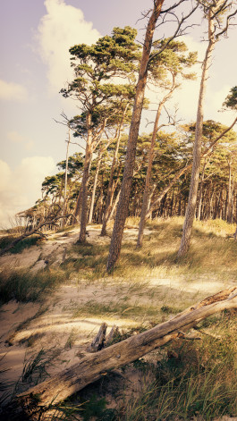 Stefan Guggenbichler  .art