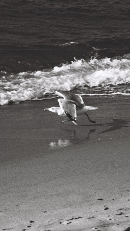 Stefan Guggenbichler  .art