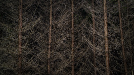 Stefan Guggenbichler  .art