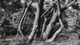 Stefan Guggenbichler  .art